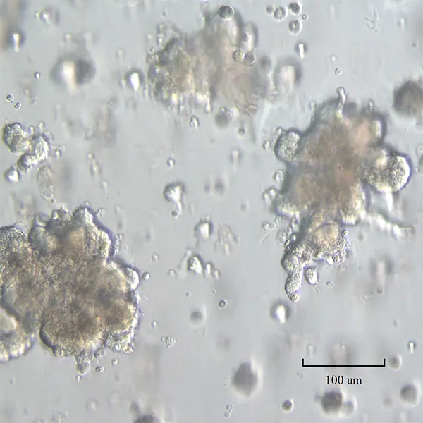 Bovine Mammary organoids with terminal end buds TEBs